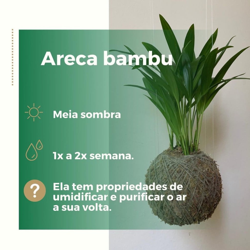Abacaxi-roxo: Plantas de sombra para ambientes fechados que umidificam o ar