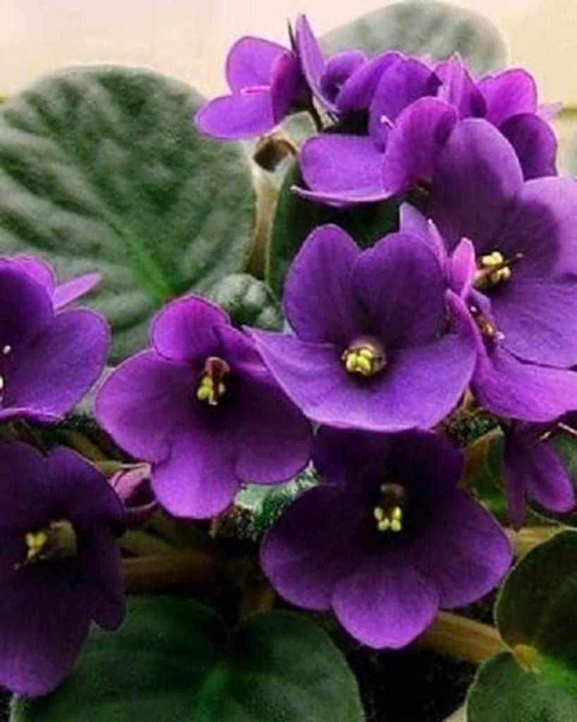 Flor violeta