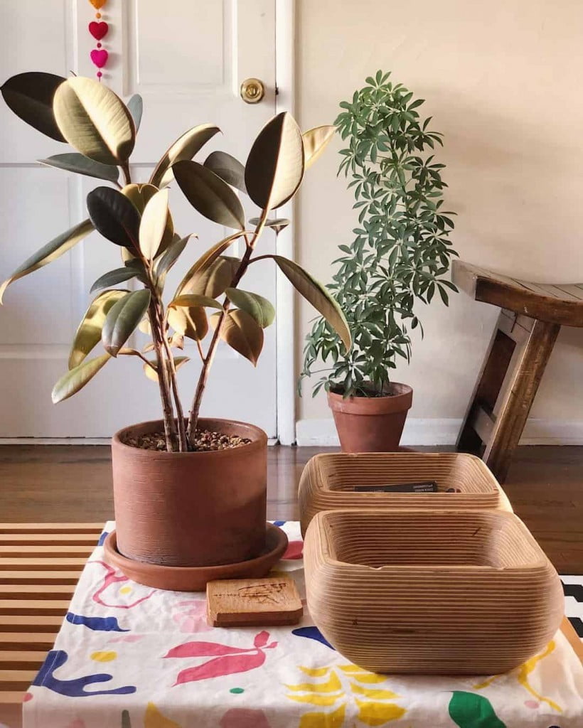Plantas de sombra para sala: Ficus Elastica