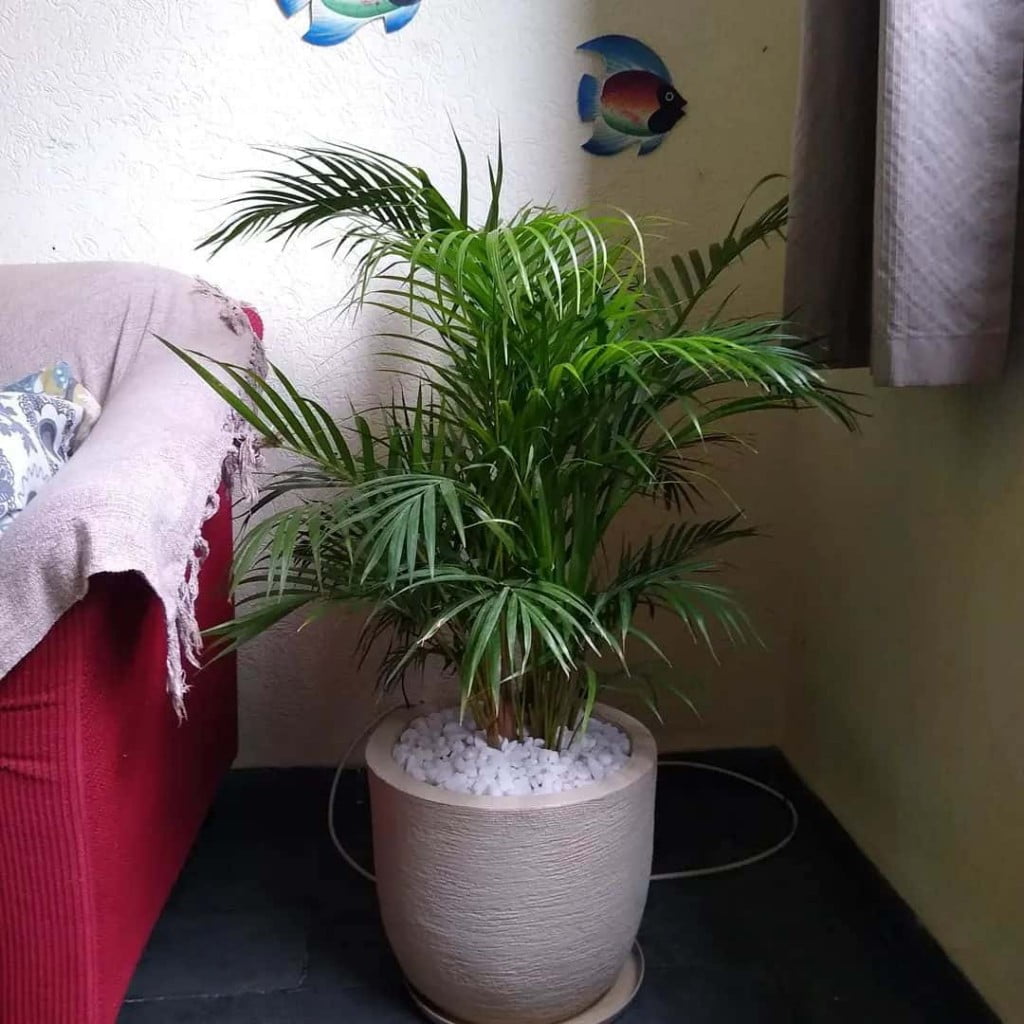 Plantas de sombra para sala: palmeira-areca