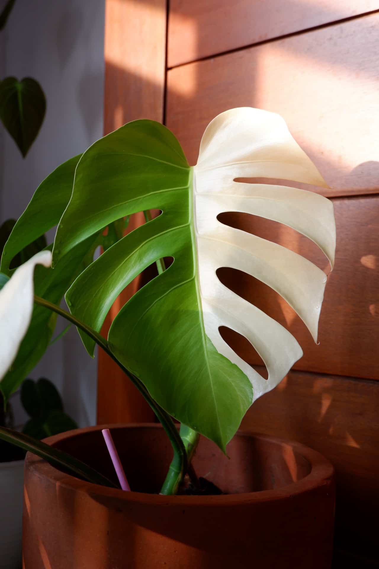 Costela-de-adão: descubra os 4 principais cuidados com a planta para decorar sua casa.