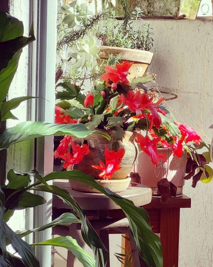 flor de maio 3 Suculentas pendentes: 6 variedades perfeitas para embelezar seus espaços internos.