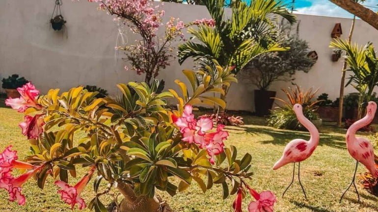 8 flores que gostam de sol ideais para cultivar em casa.
