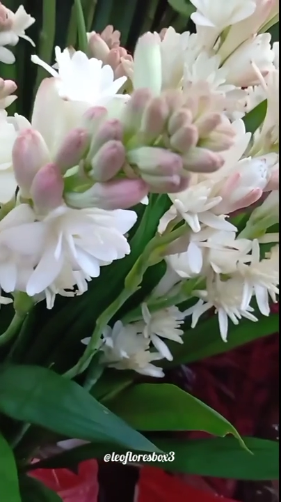 Flor Angélica: saiba como cuidar da Polianthes tuberosa | Enfeite Decora