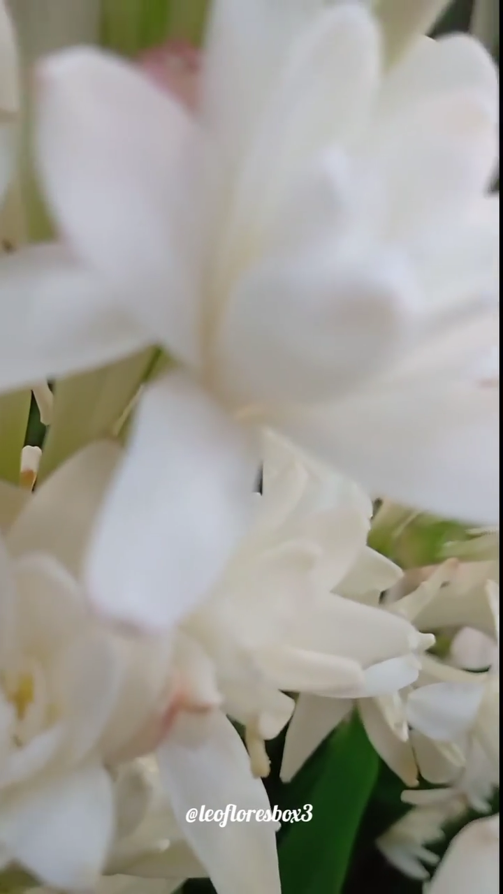 Flor Angélica: saiba como cuidar da Polianthes tuberosa | Enfeite Decora