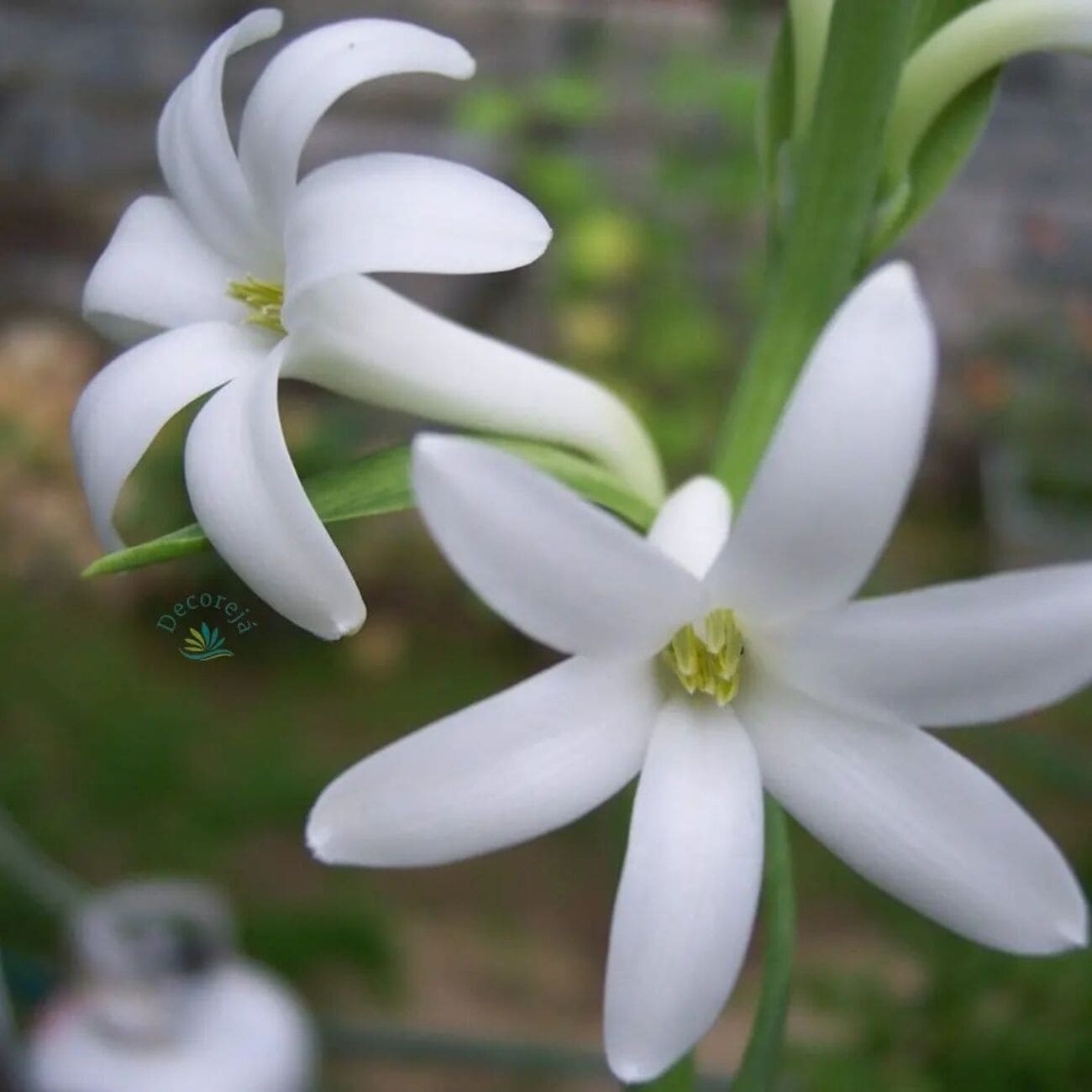 Flor Angélica: origem e cuidados para cultivar ela em casa.