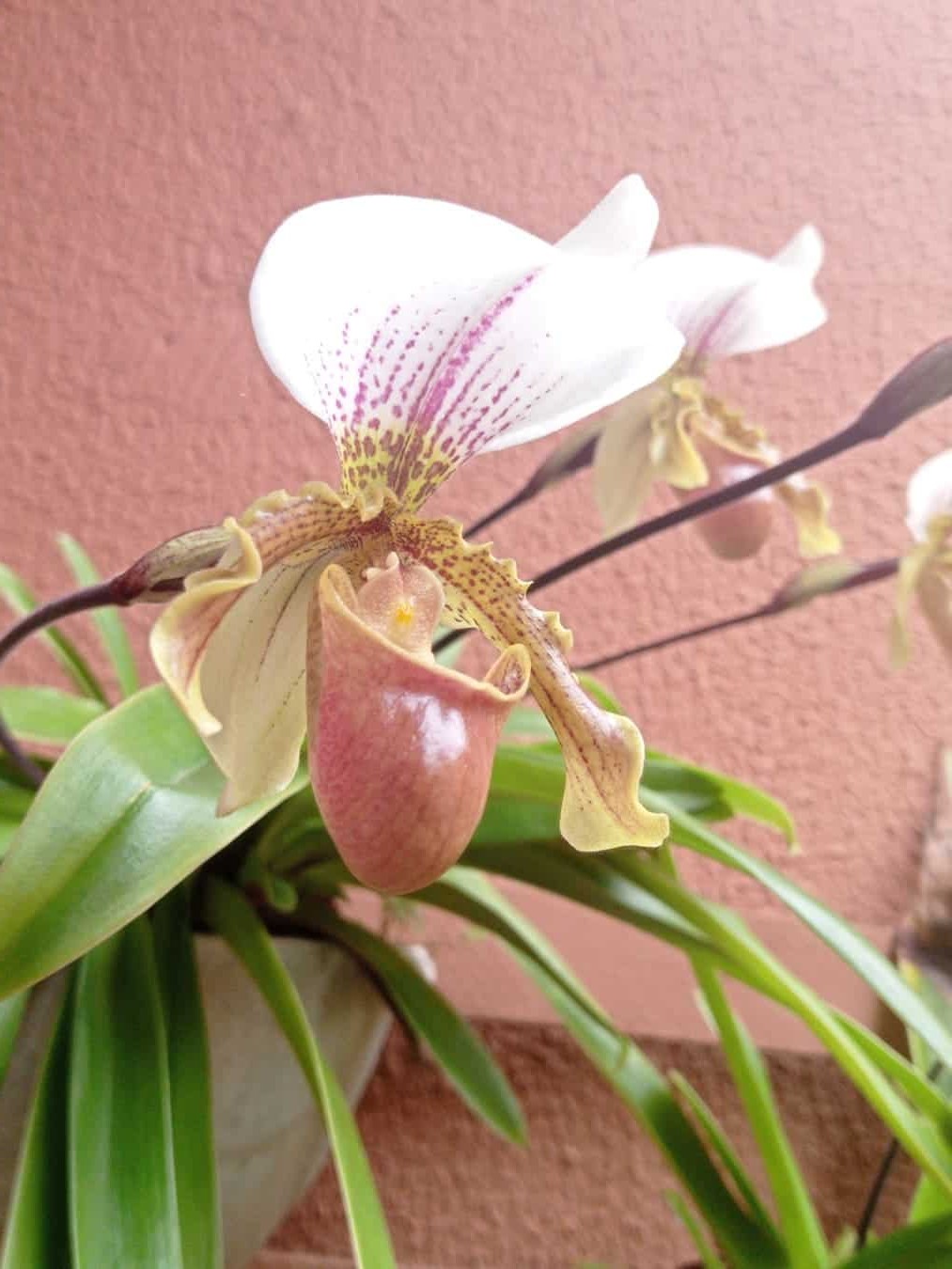 Orquídea Sapatinho:  4 cuidados para cultivar em casa.
