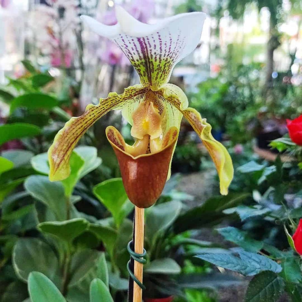 Orquídea sapatinho