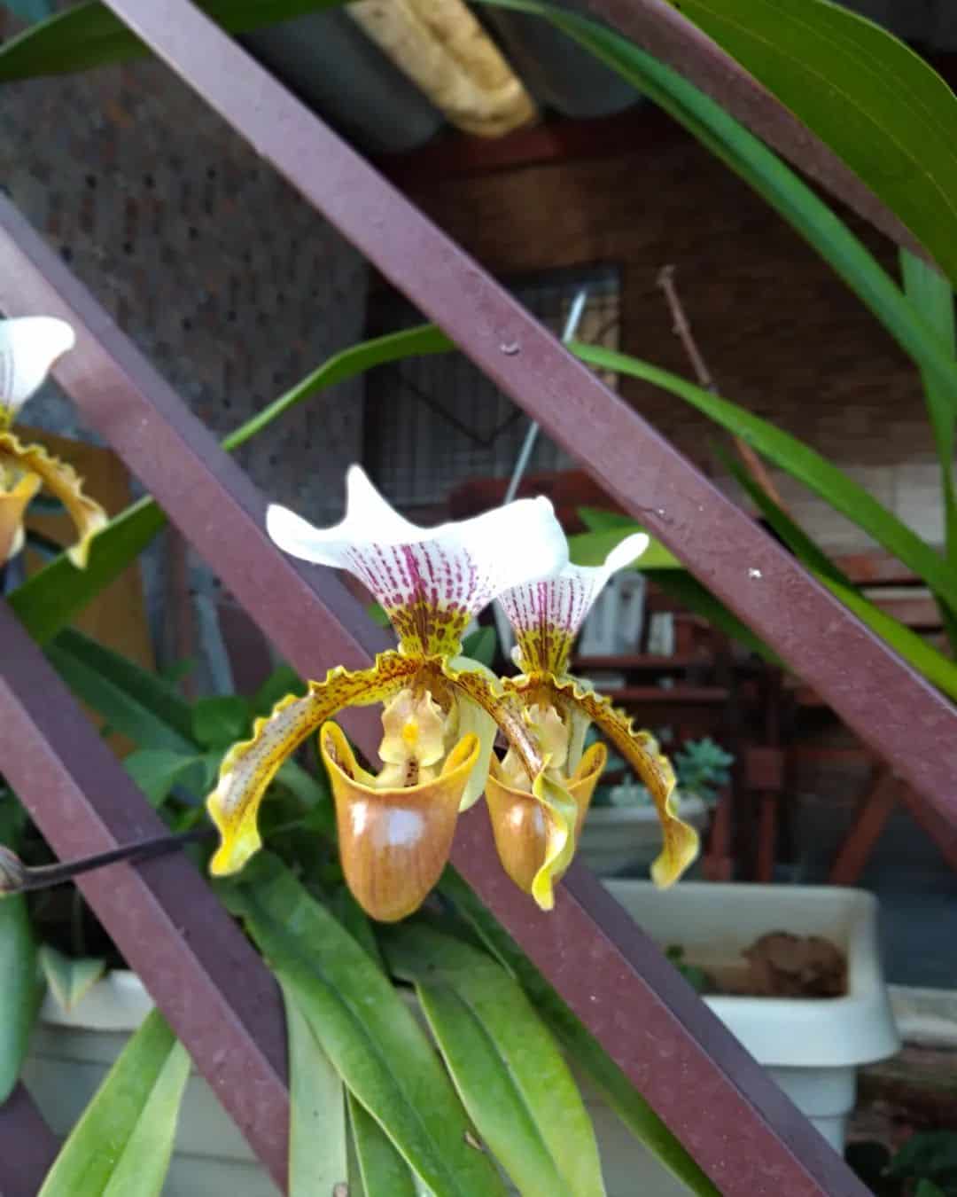 Orquídea sapatinho: se encante por essa delicada orquídea | Enfeite Decora