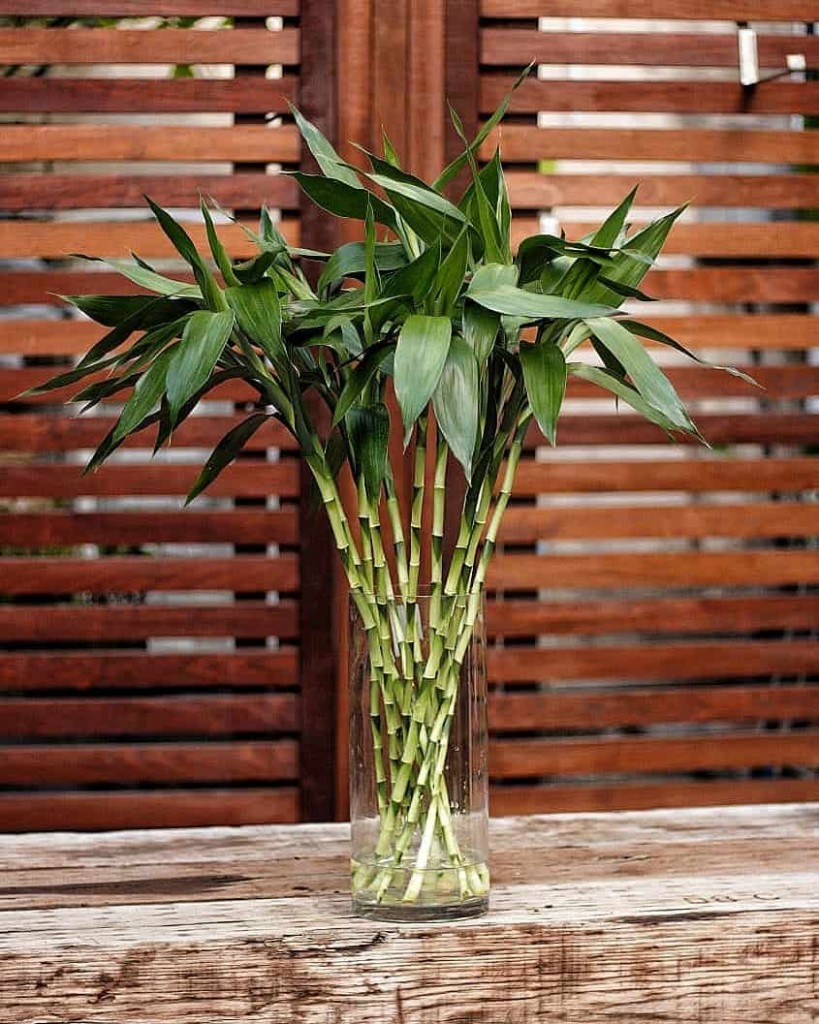 Flores da primavera - Bambu da sorte