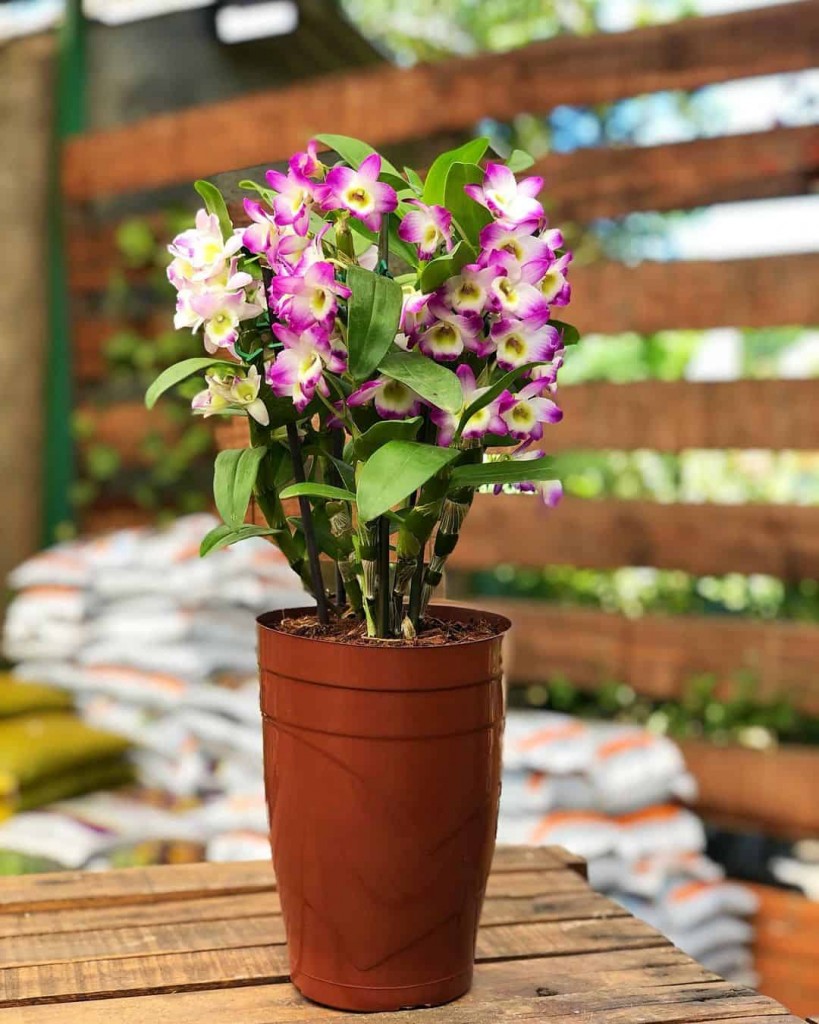 Flores da primavera - orquidea