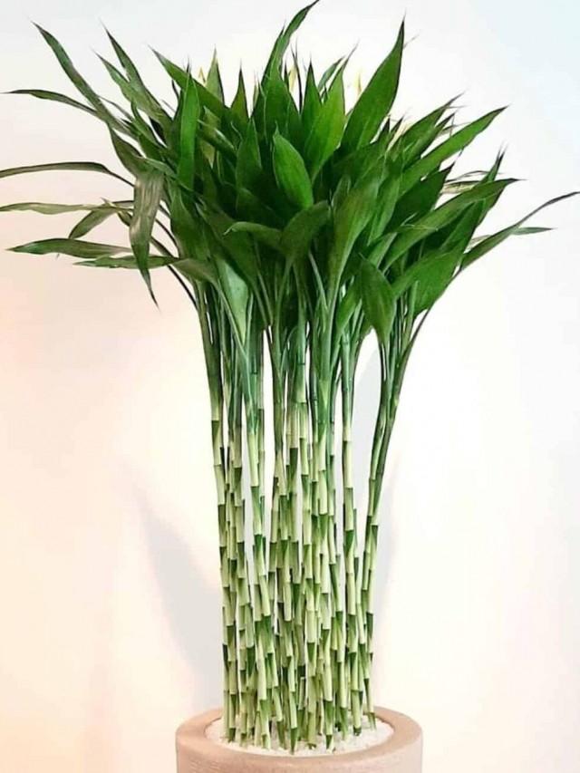 Bambu da sorte: Plantas para decorar o hall de entrada