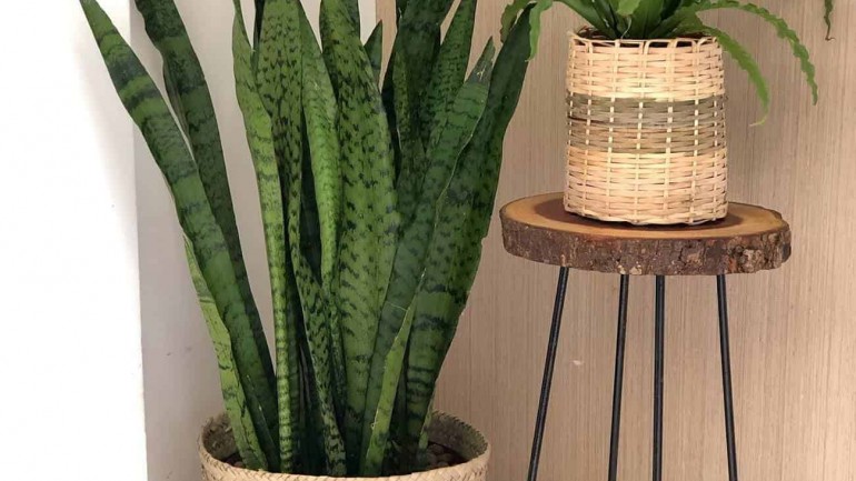 Espada-de-são-jorge: a planta que protege, purifica e decora a sua casa