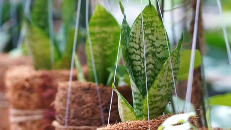Fibra de coco para plantas: 3 motivos para você usar na jardinagem.