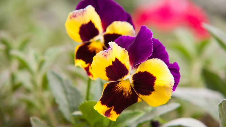 Amor-perfeito (Viola tricolor): 6 dicas para cultivar e florir.