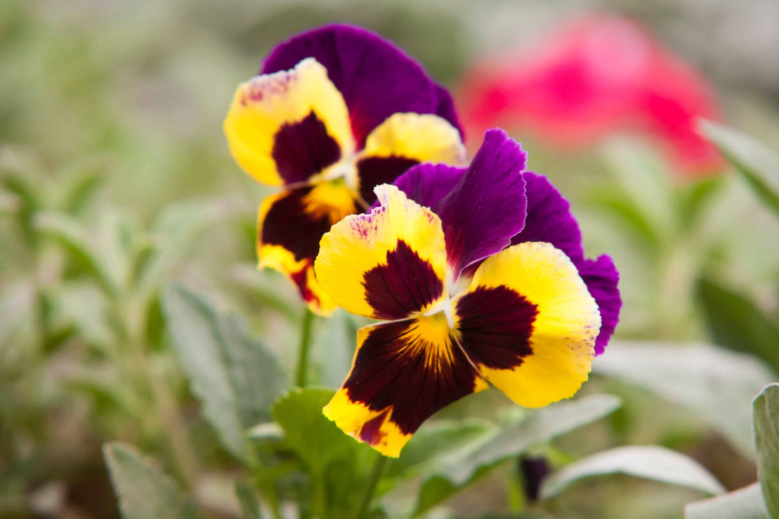 Amor-perfeito (Viola tricolor): 6 dicas para cultivar e florir.