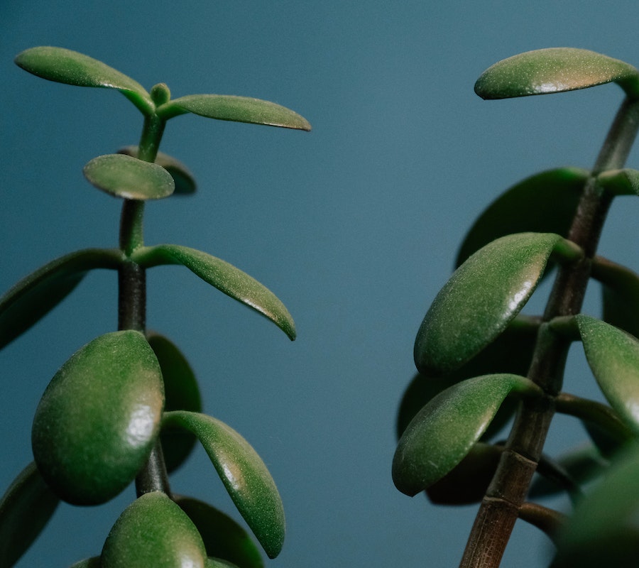 Planta jade
