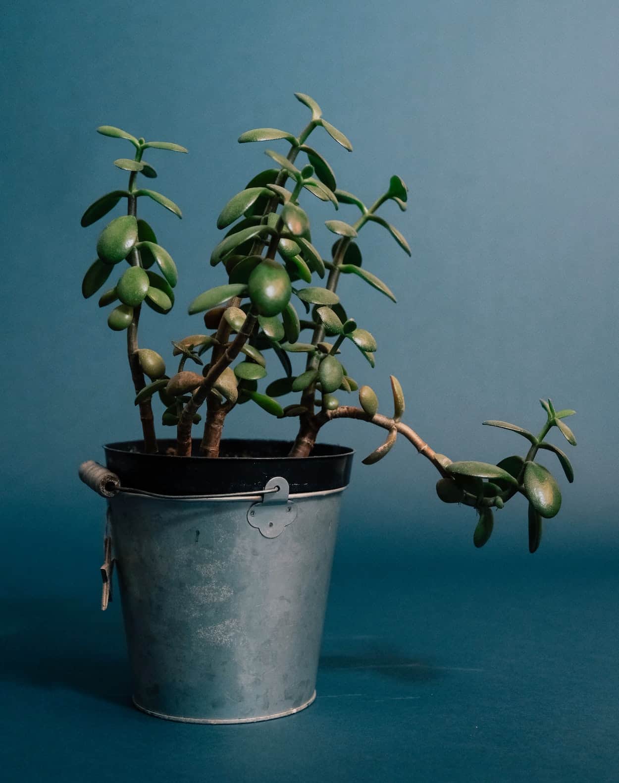 Crassula ovata: 3 cuidados para cultivar a popular “planta jade”.