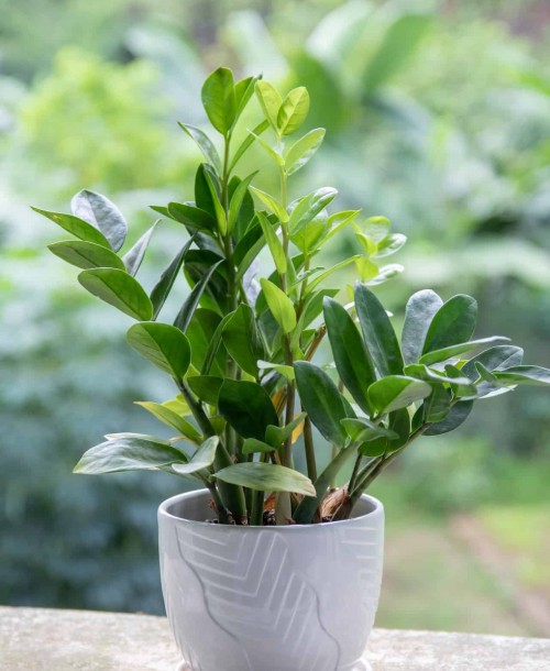 Zamioculca (Zamioculcas zamiifolia): 5 dicas para cuidar da “planta da fortuna”.