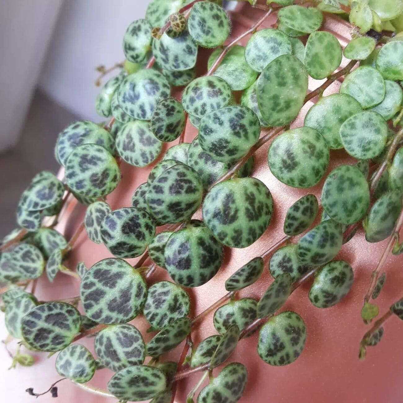 Planta colar de tartaruga: dicas e 4 cuidados para cultivar a Peperômia Prostata.
