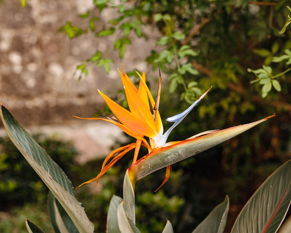 flor ave do paraiso 2 Planta ave-do-paraíso: dicas +4 cuidados para cultivar essa planta tropical.
