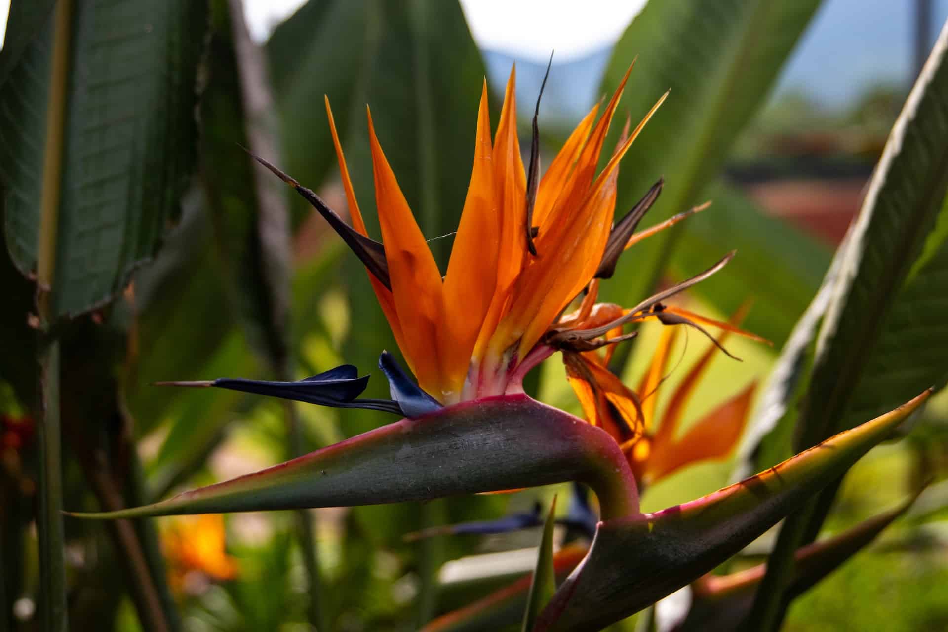 Planta ave-do-paraíso: dicas +4 cuidados para cultivar essa planta tropical.