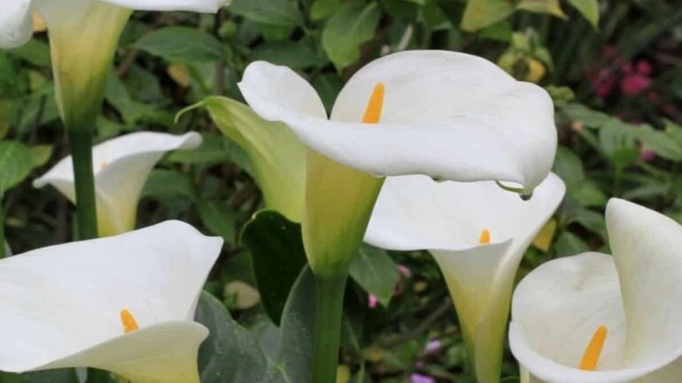 Flor copo de leite: a planta exótica que encanta pela beleza e diversidade