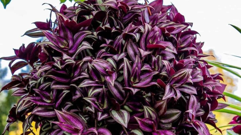 Lambari-roxo: uma planta tropical que encanta pela sua beleza e versatilidade