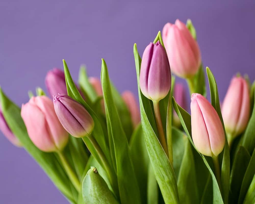 tulipa 3 Tulipa: tipos e 4 cuidados para cultivar essa linda flor em casa.