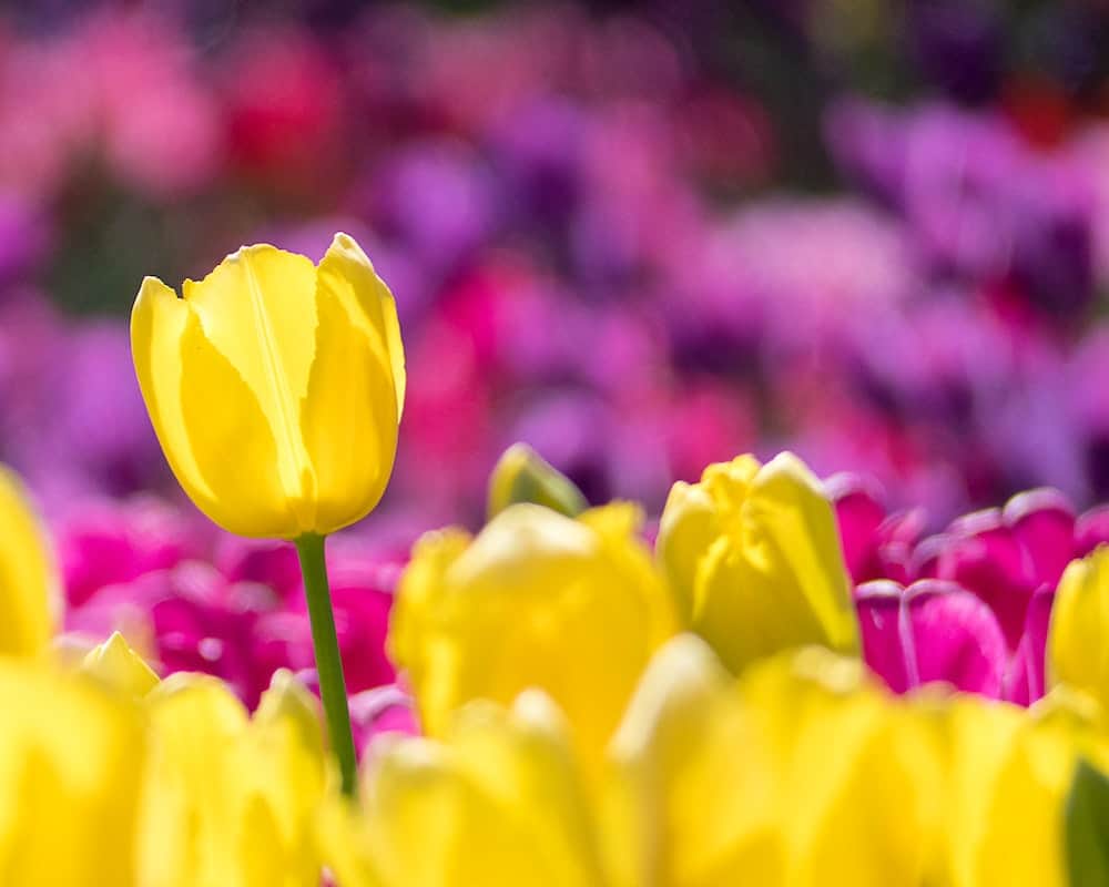 tulipa 4 Tulipa: tipos e 4 cuidados para cultivar essa linda flor em casa.
