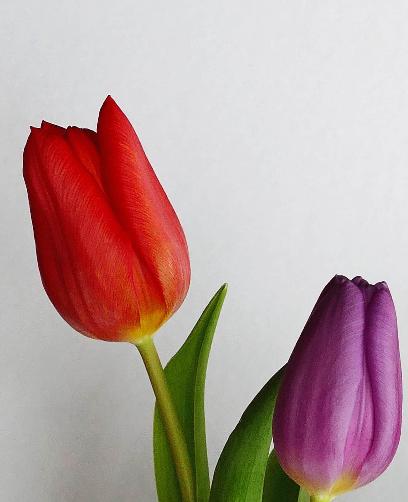 Tulipa: tipos e 4 cuidados para cultivar essa linda flor em casa.