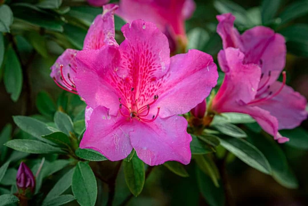 flor azaleia 2 Azaleia (Rhododendron simsii) : variedades +3 dicas para cultivar e sempre florir.