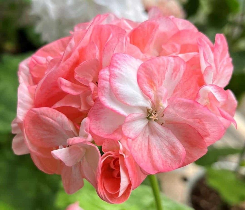 geranio 1 Gerânio: como cuidar desta linda flor com 4 dicas.