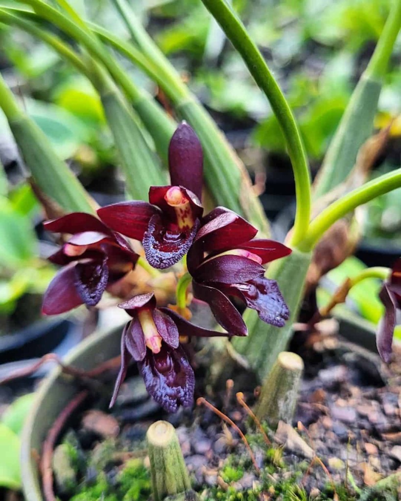 orquidea negra 1 Orquídea negra: 4 dicas para cuidar da Maxillaria schunkeana.