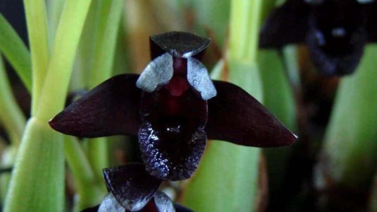 Orquídea Negra: A Beleza Exótica da Maxillaria Schunkeana