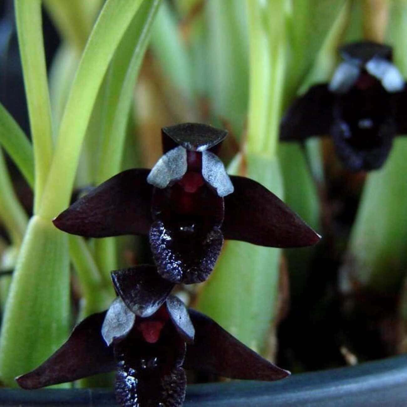 Orquídea negra: 4 dicas para cuidar da Maxillaria schunkeana.
