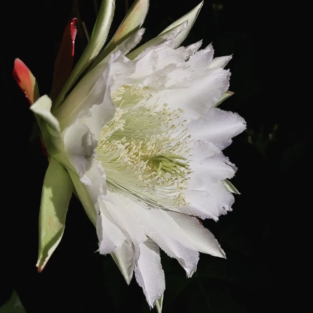 flor de mandacaru 2 Flor de Mandacaru: características +4 cuidados com o cacto de flores de uma noite só.