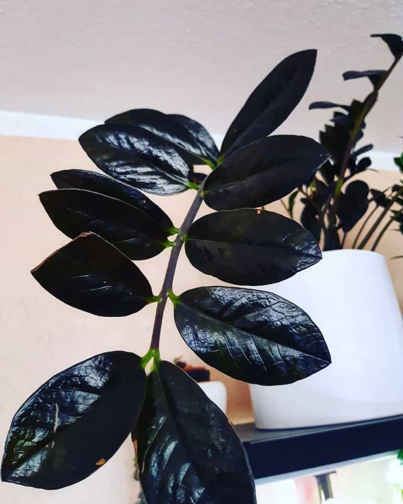 zamioculca black 1 Zamioculca black: conheça a planta de folhas negras +4 dicas para seu cultivo.