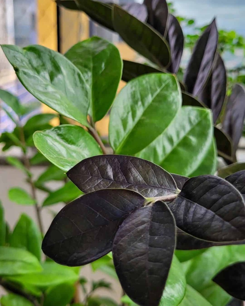 zamioculca black 2 Zamioculca black: conheça a planta de folhas negras +4 dicas para seu cultivo.