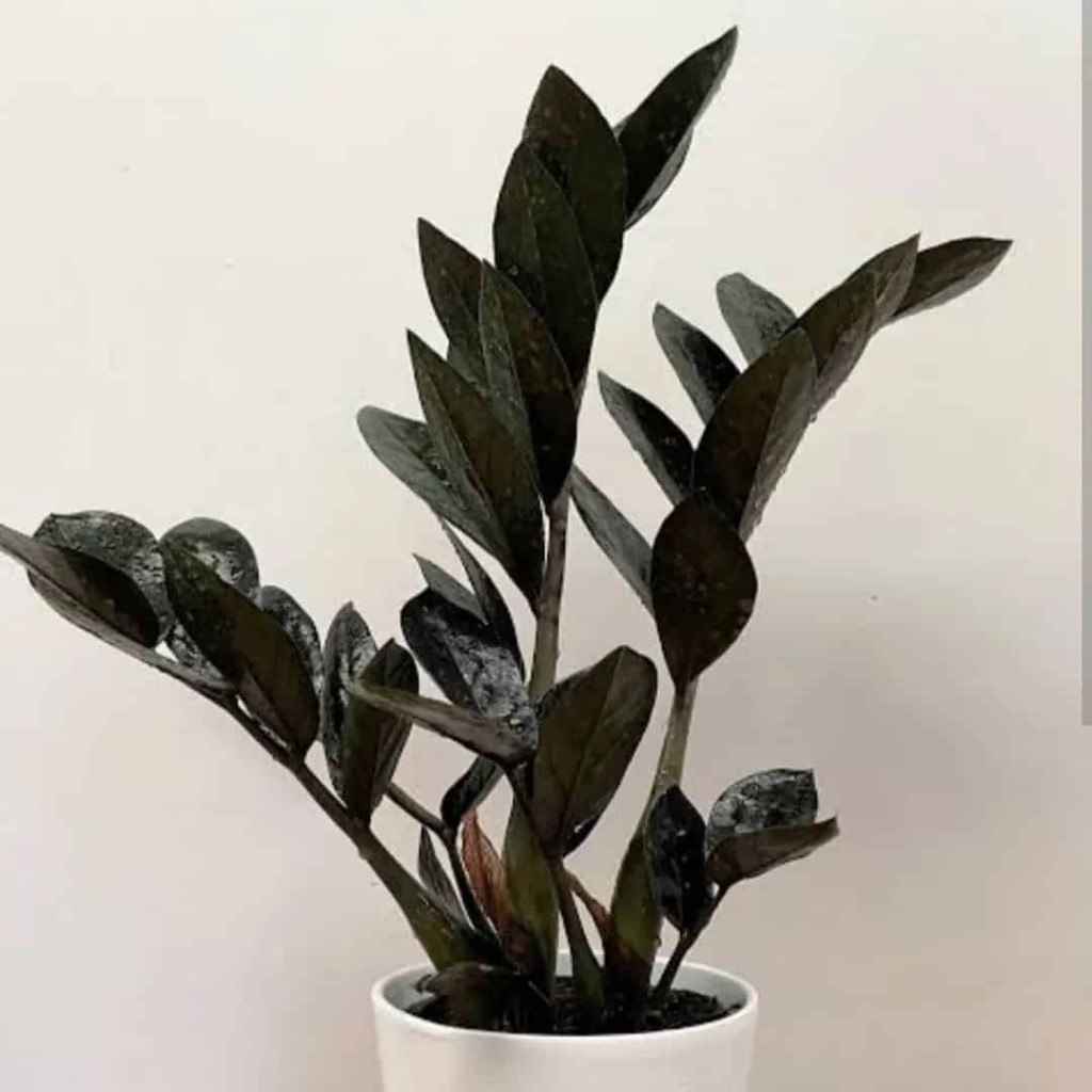 zamioculca black 3 Zamioculca black: conheça a planta de folhas negras +4 dicas para seu cultivo.