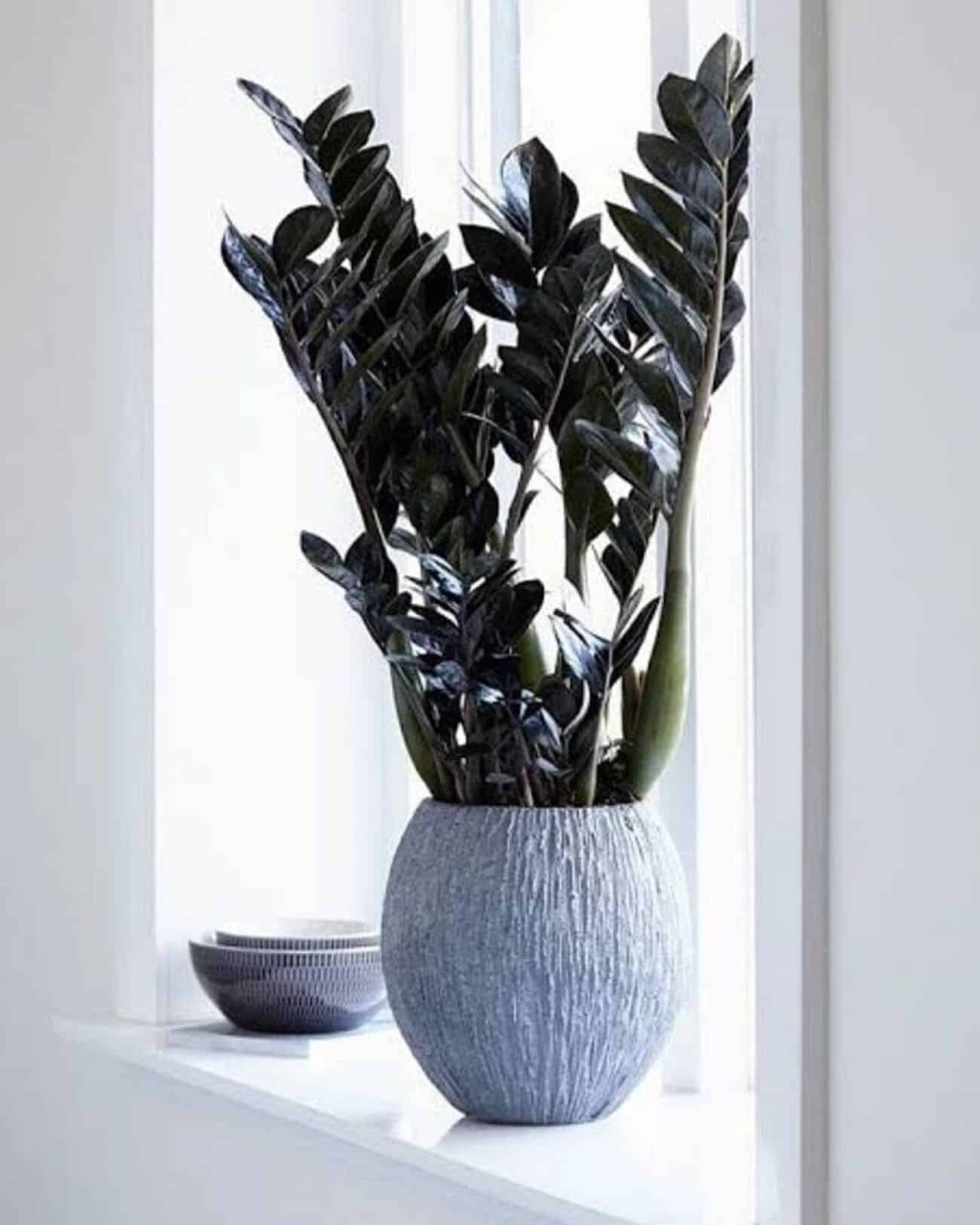 Zamioculca black: conheça a planta de folhas negras +4 dicas para seu cultivo.