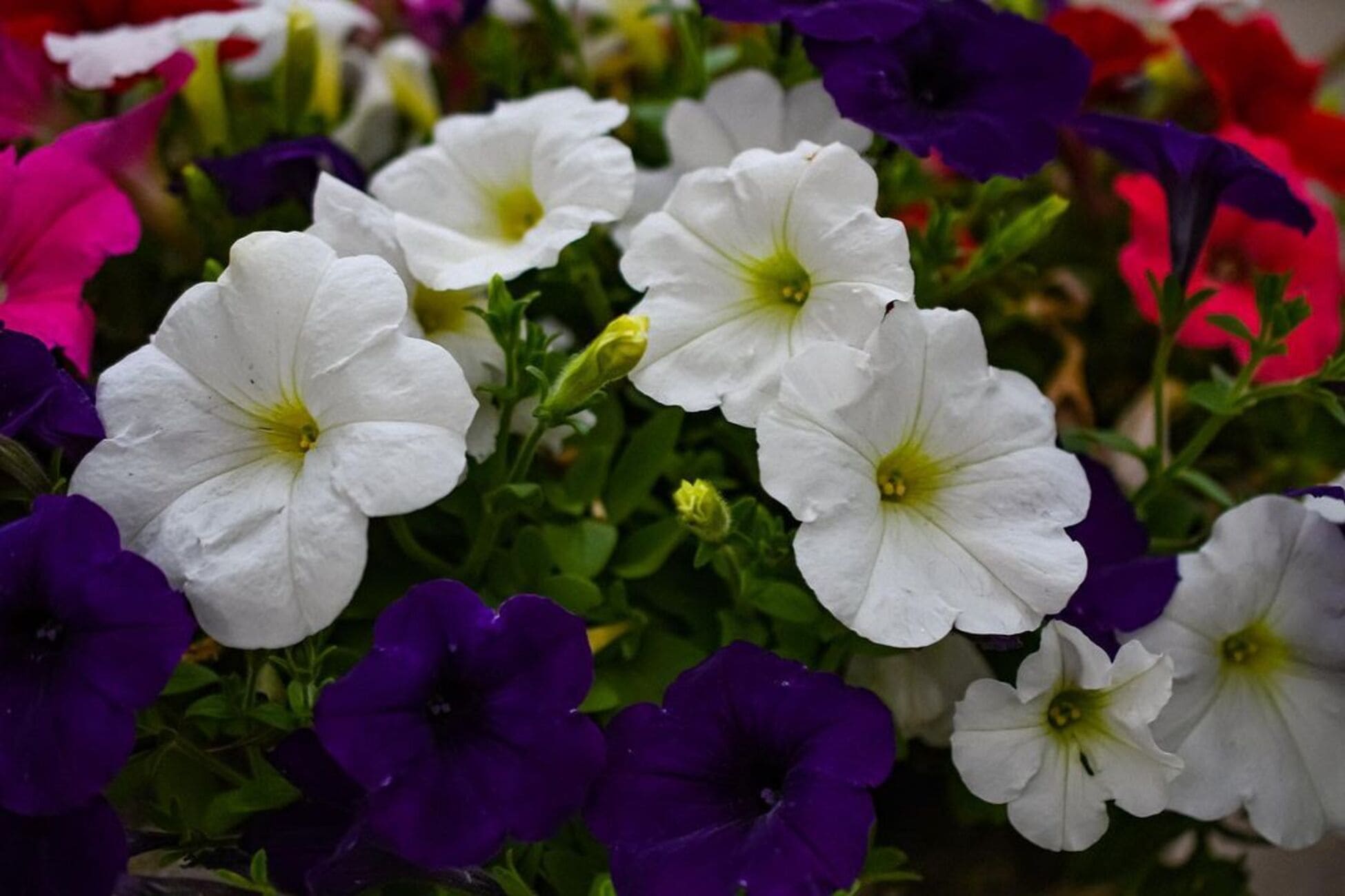 Petúnia: classificações +4 dicas para cultivar e ter lindas flores.