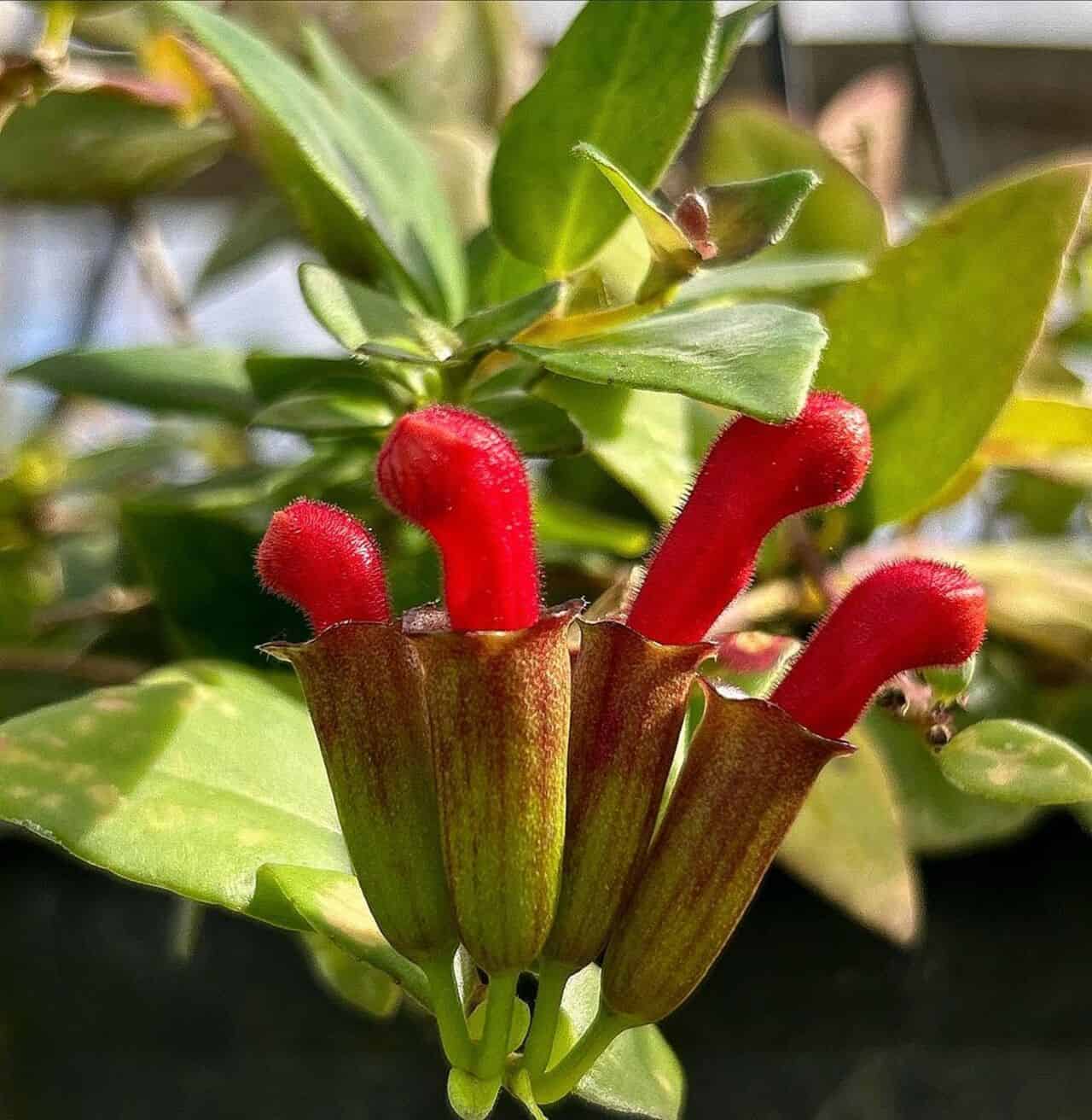 Columeia batom (Aeschynanthus radicans): 5 dicas para cultivar e manter sempre florida.