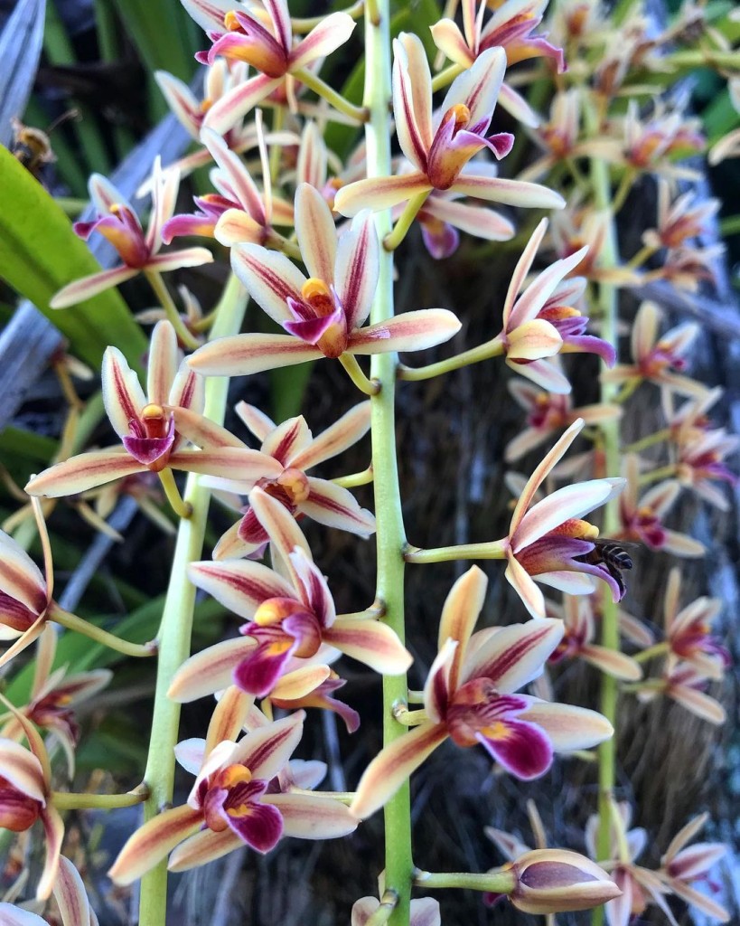 orquidea cymbidium aloifolium