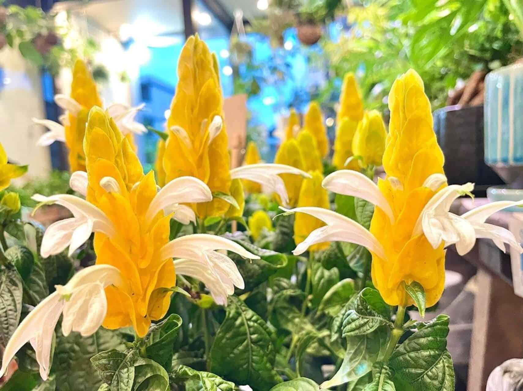 Camarão amarelo: 4 dicas para cuidar da flor que é uma imã para beija-flores.