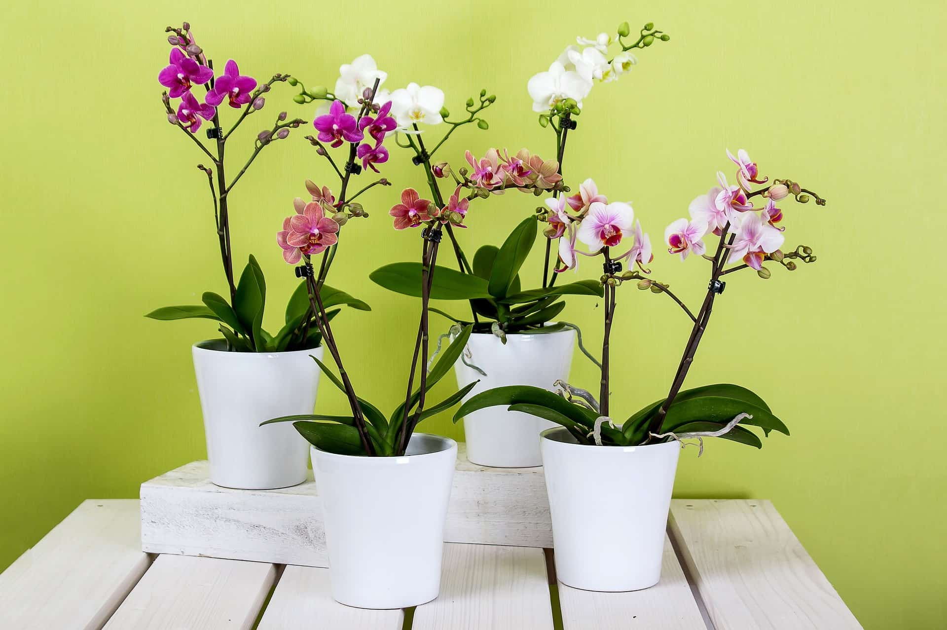 Orquídea Borboleta (Phalaenopsis): características +3 cuidados para o cultivo.