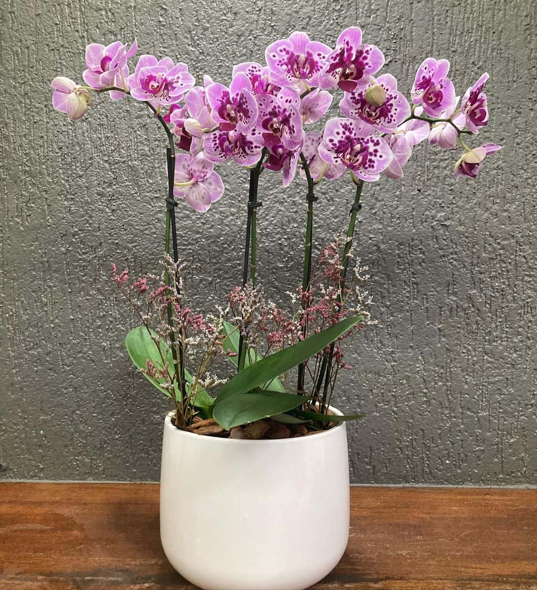 Orquídea borboleta