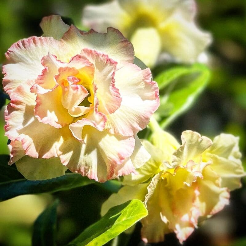 adenium arabicum 3 tipos de Rosa do deserto que são exóticas e ornamentais.