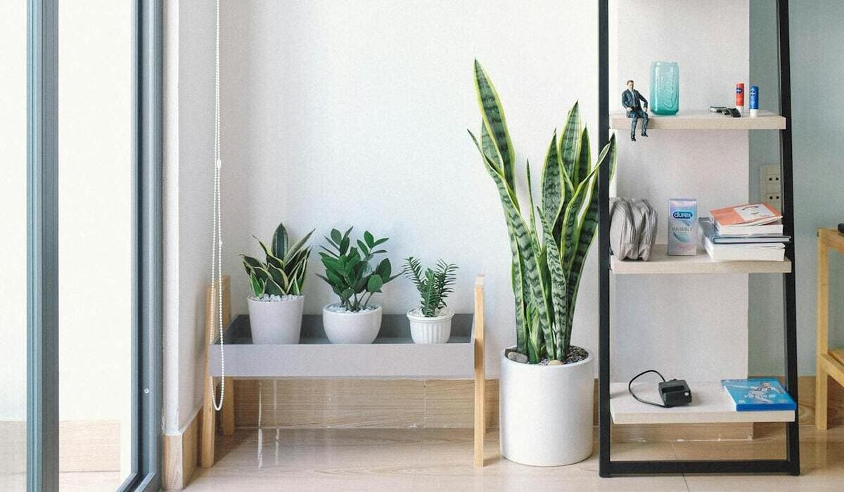 plantas para sala de estar
