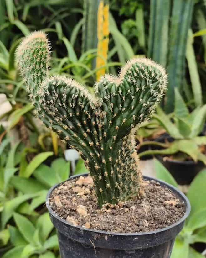 Cacto Rabo de Sereia (Cleistocactus Cristata)